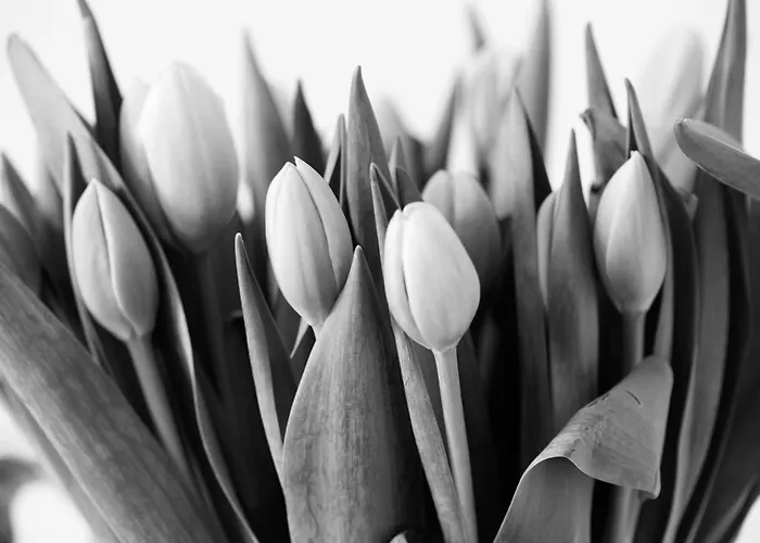 Am Pavillon Bed & Kitchen Berne